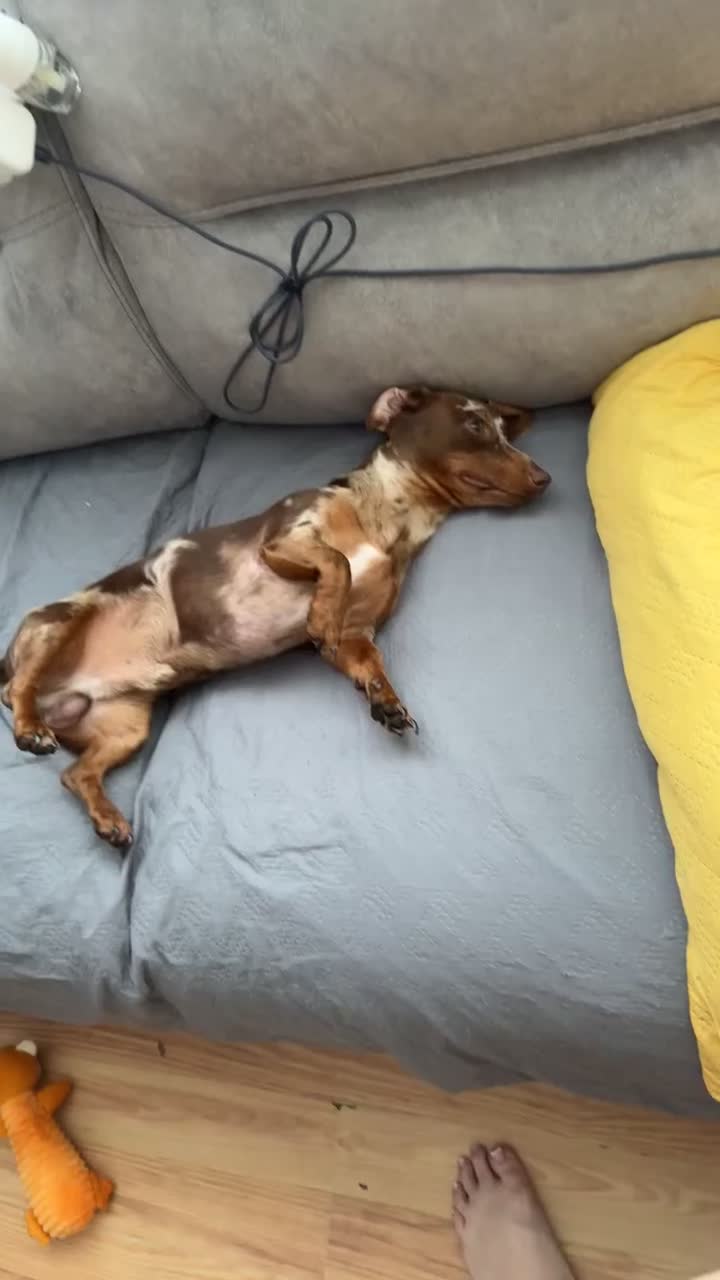 Dachshund dogs for stud: Stud  in Edenbridge - Video 2