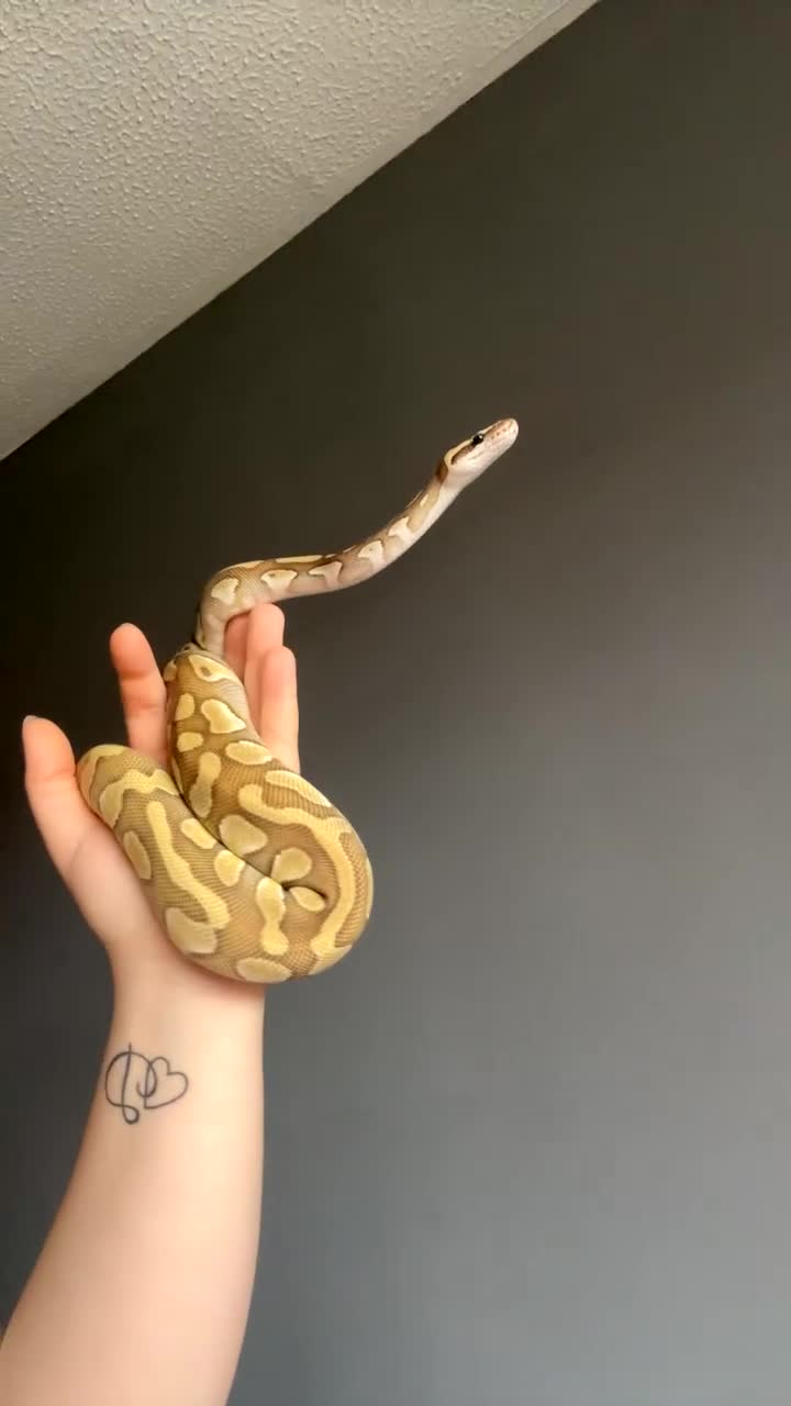 Python Snake reptiles for sale: Butter het clown ball python - Video 1