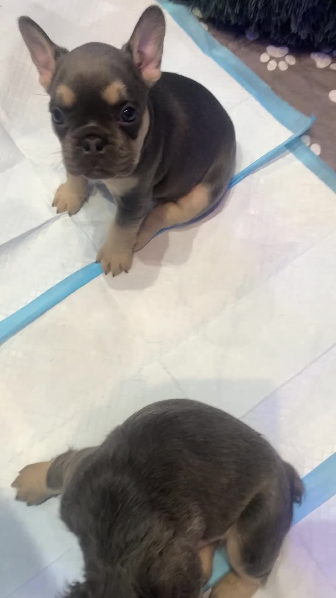 French Bulldog dogs for sale: Isabella fluffy  **  french bulldogs - Video 1