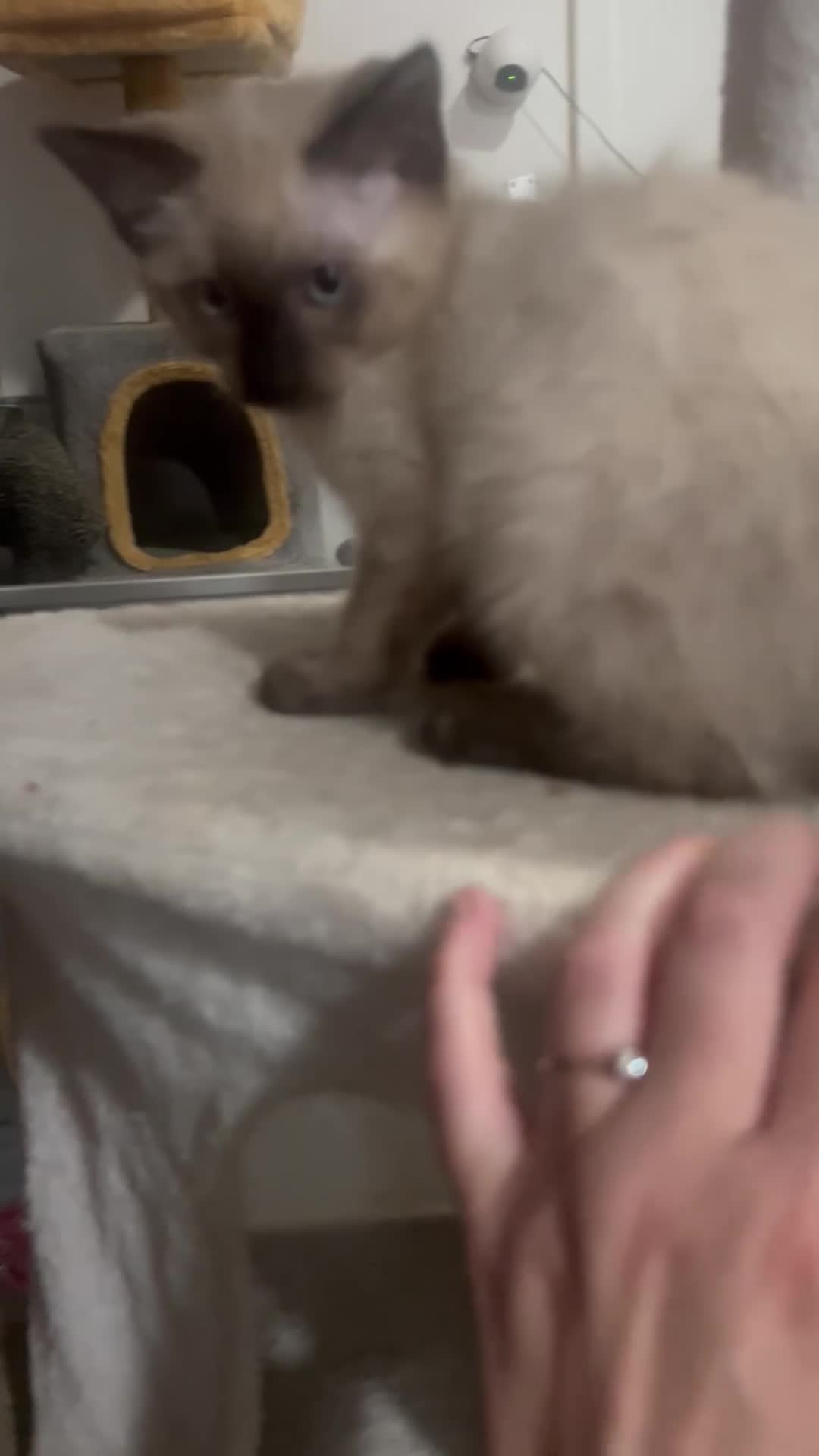 Siamese cats for sale: Stunning Siamese girl ready for new lap  - Video 1