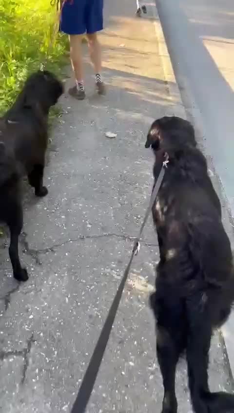 Mixed Breed dogs for adoption: Adopt beautiful Basil and George !  - Video 3