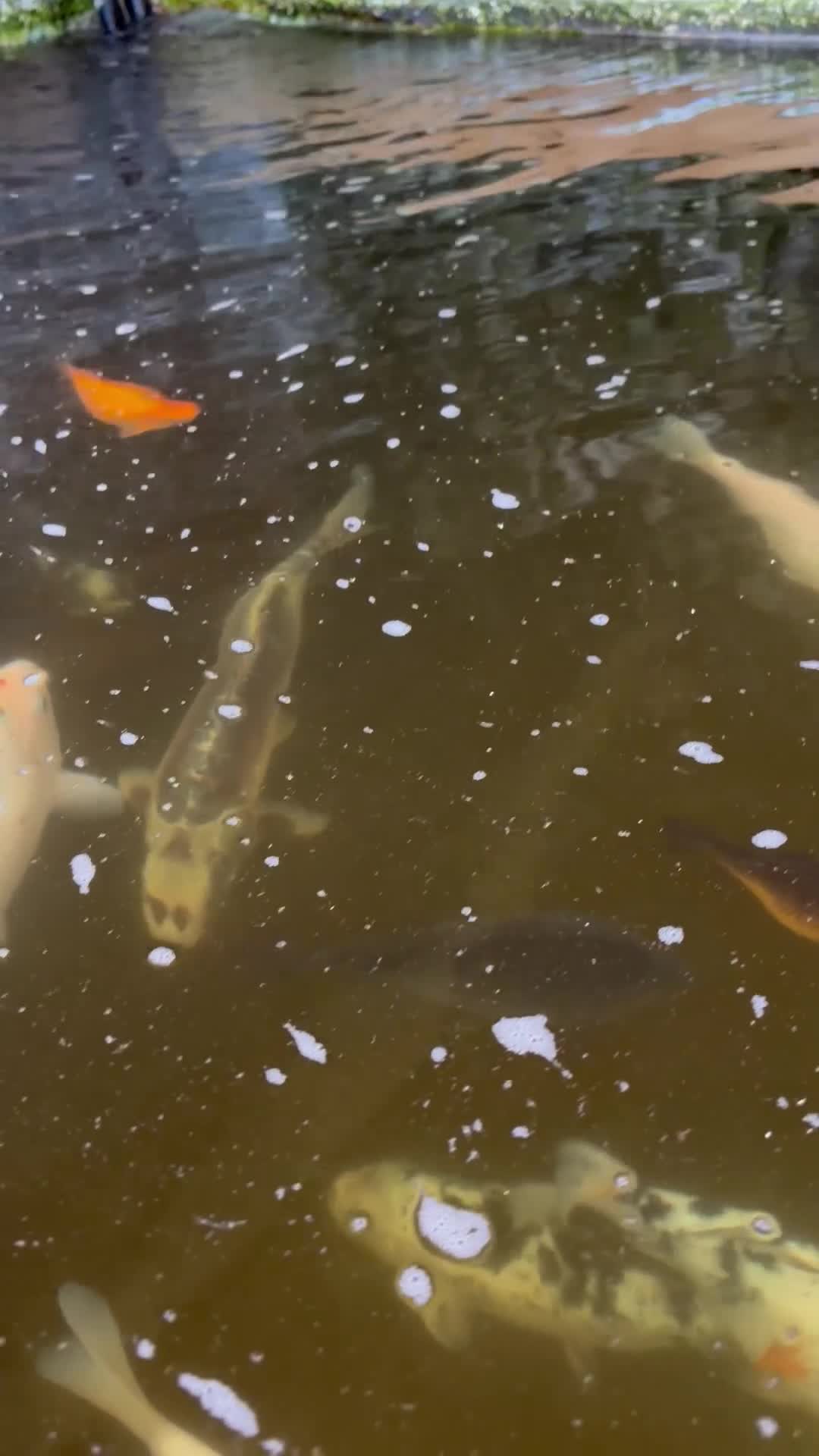 Koi Carp fish for sale: Fish pond plus fish  in Swadlincote - Video 4