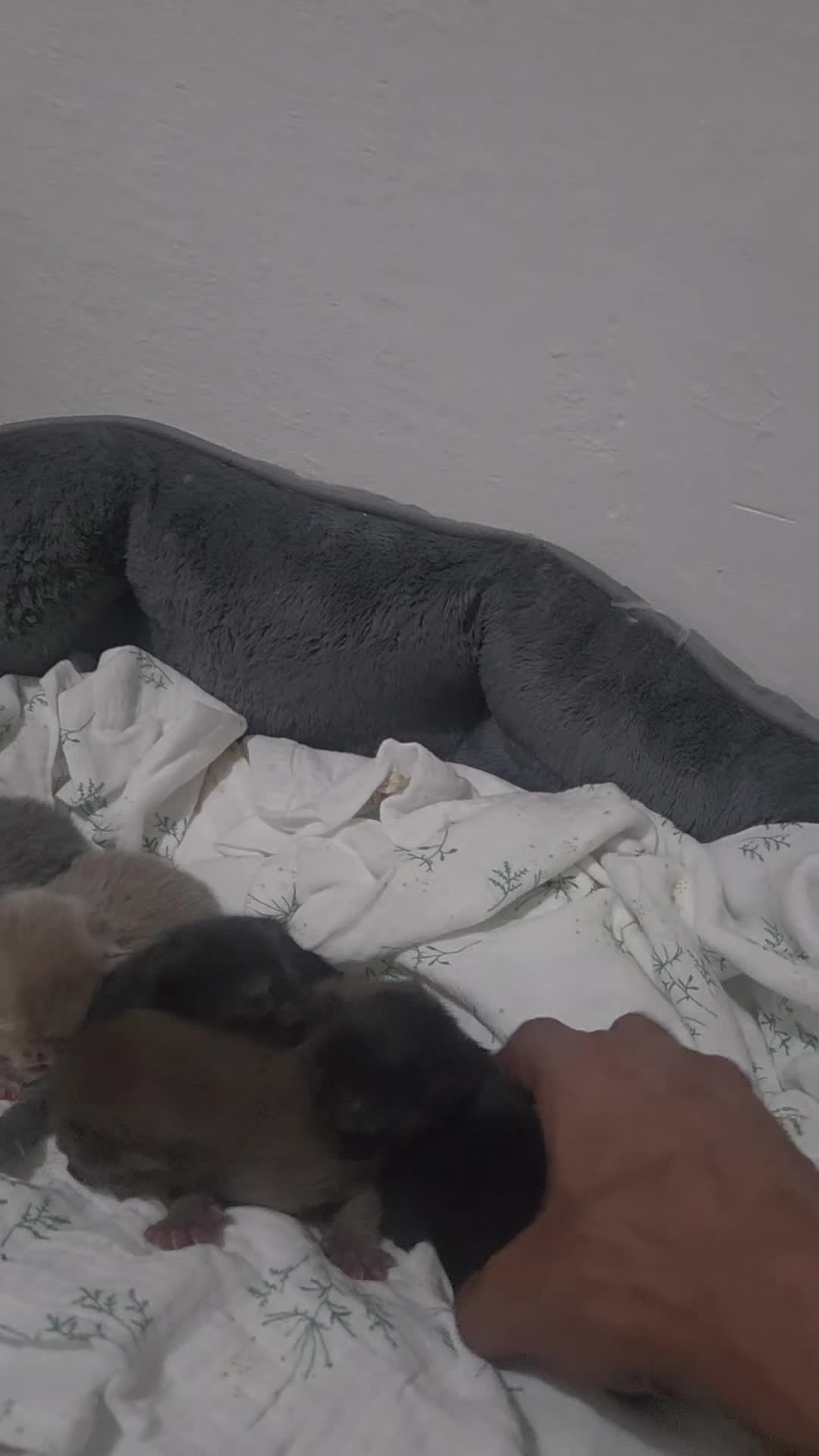 British Shorthair cats for sale: Pedigree British Short Hair/Scottish Fold - Video 1