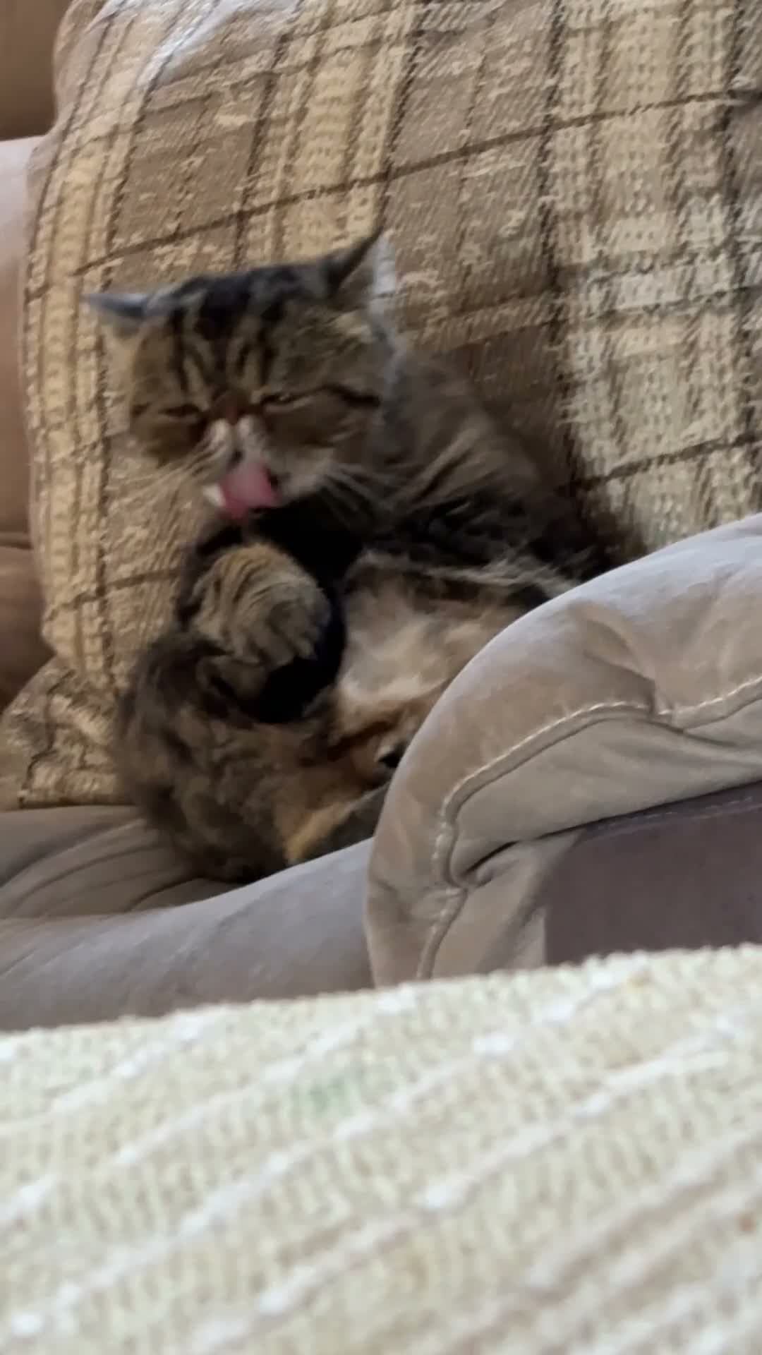 Exotic cats for sale: Exotic short hair tabby  in Bradford - Video 1