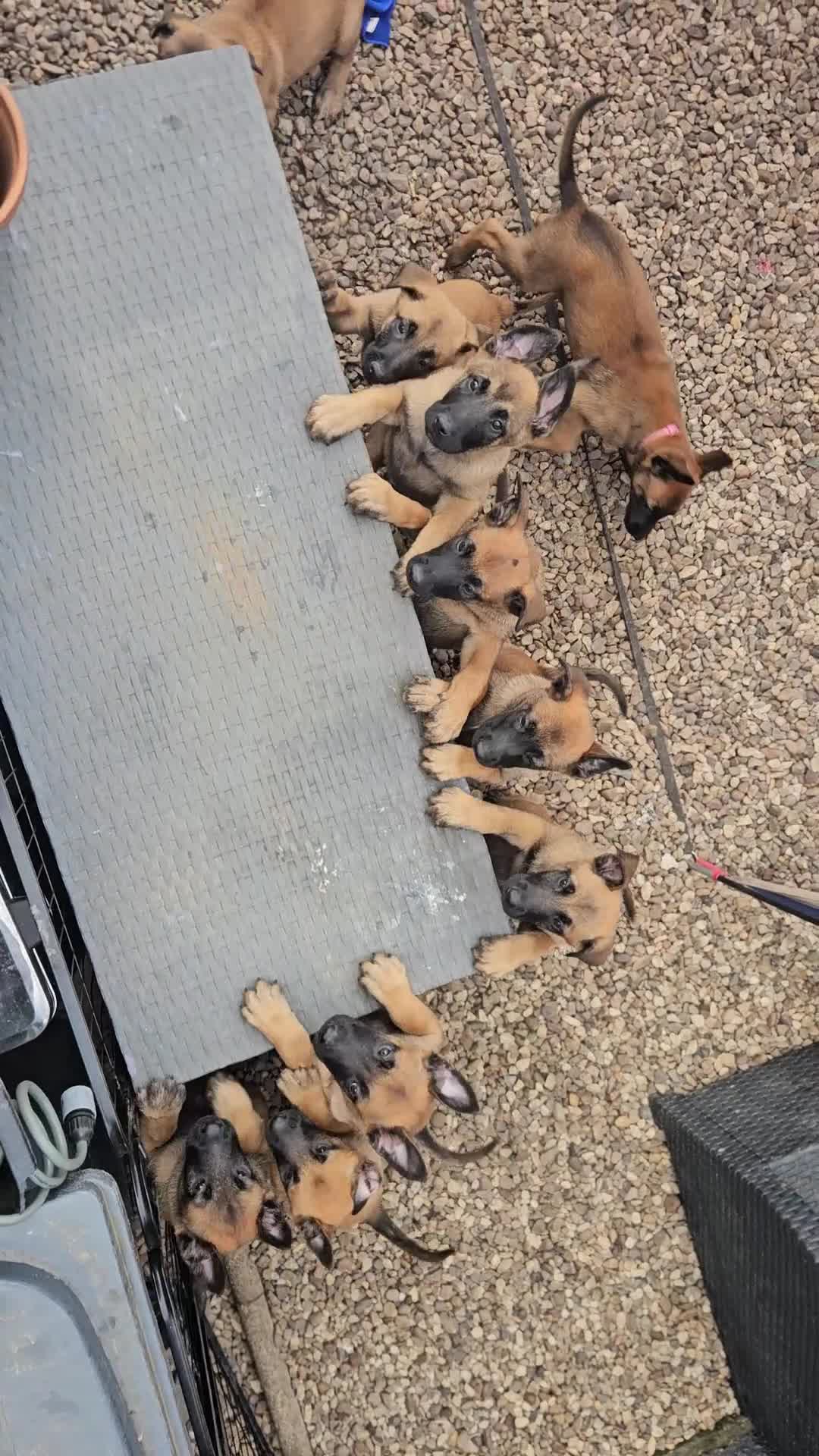 Belgian Shepherd Dog dogs for sale: KC Registered Mali Pups ***Last 1 girl - Video 1