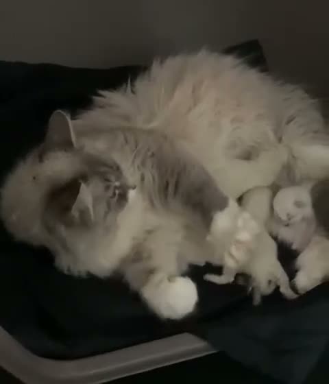 Siberian cats for sale: Retired Neva Siberian Queen  - Video 1