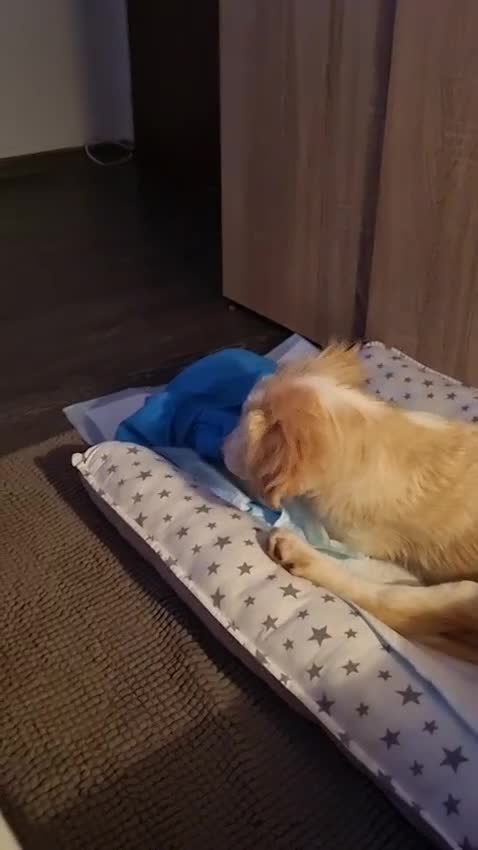 Mixed Breed dogs for adoption: Sweet Little OLAF – Hit and Run 😡 - Video 1