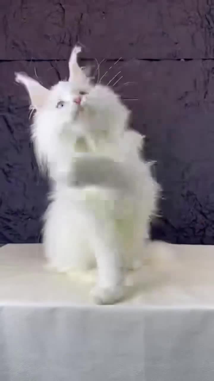 Maine Coon cats for sale: Stunning Odd-Eyed White Maine Coon Female - Video 3