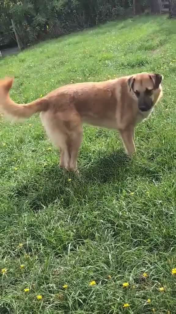 Mixed Breed dogs for adoption: Ruby for adoption in Brackley - Video 1