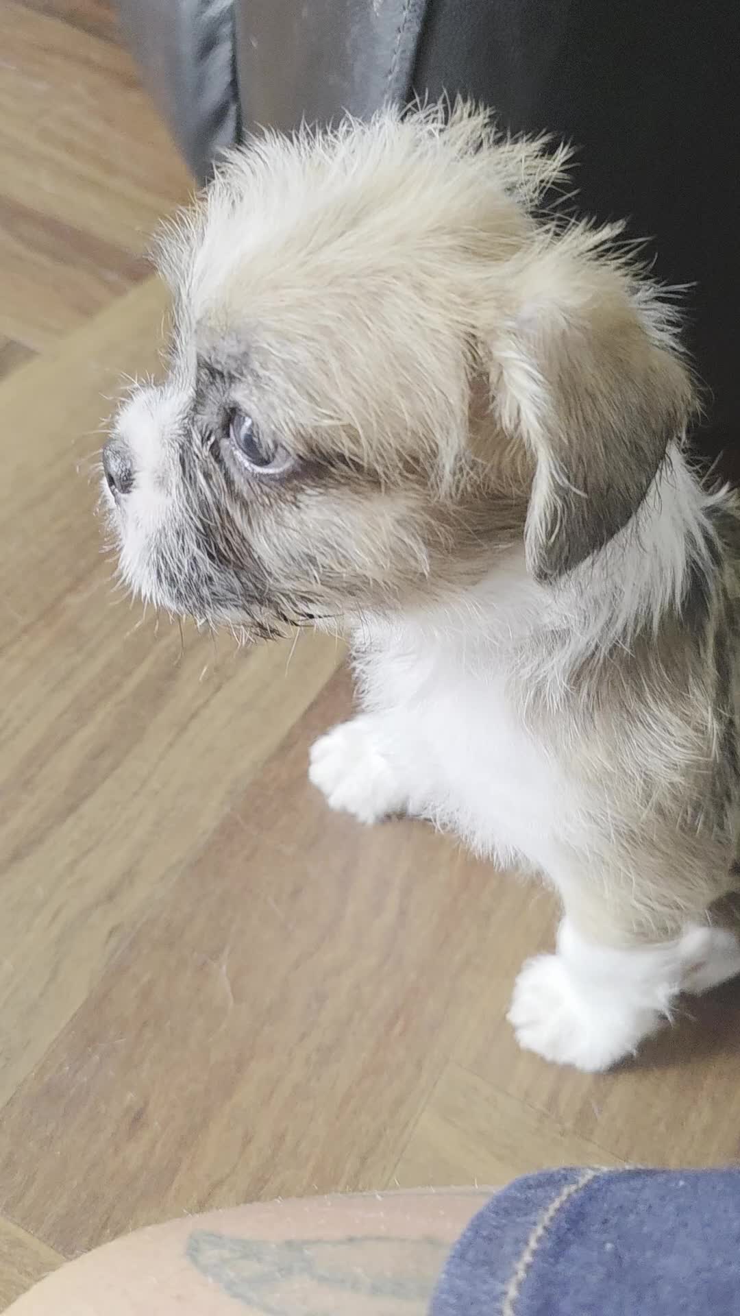 Mixed Breed dogs for sale: Reduced French bulldog x pomeranian pups 8 wks  - Video 1