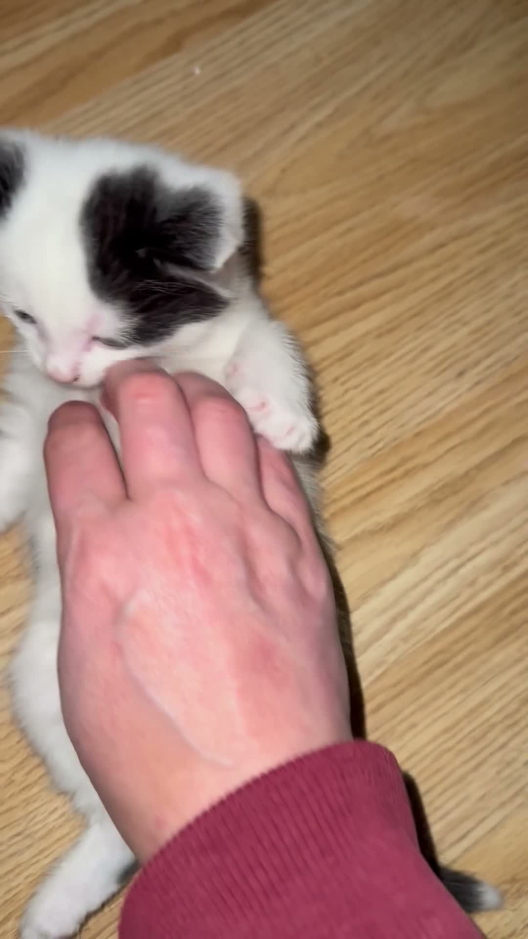 Mixed Breed cats for sale: Three beautiful playful kittens  - Video 1