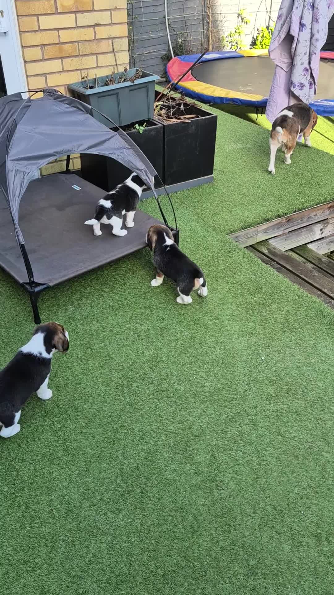 Beagle dogs for sale: Gorgeous tricolor beagles puppy - Video 1
