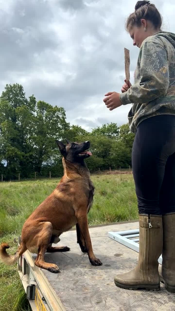 Belgian Shepherd Dog dogs for sale: Belgian Malinois Puppies - Video 1