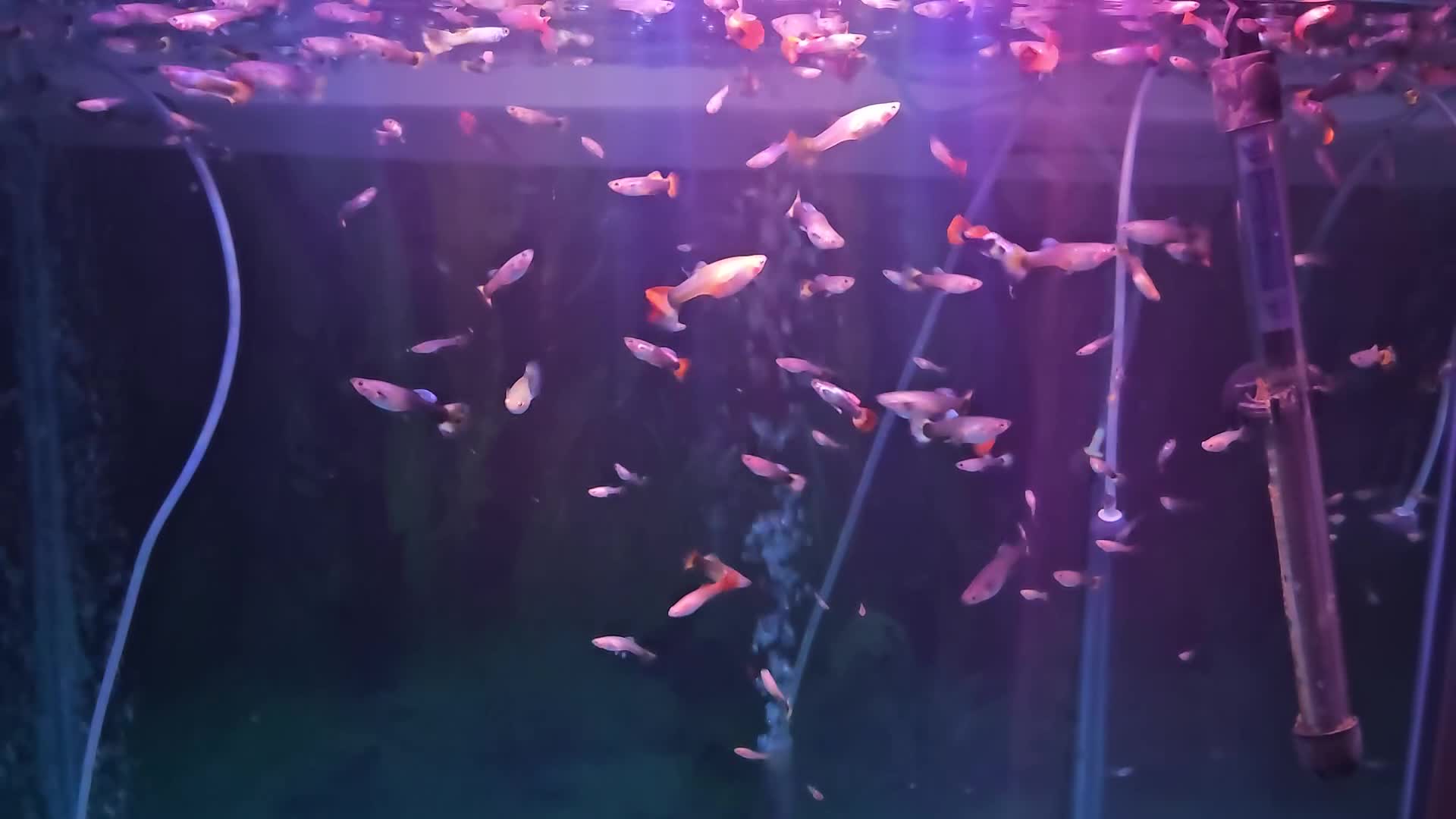 Cichlids fish for sale: Mixed Guppies  - Video 2