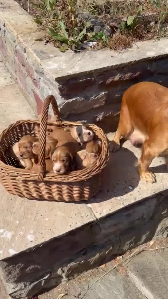 Cocker Spaniel dogs for sale: GORGEOUS GOLDEN HEALTH TESTED COCKER PUPPIES - Video 2