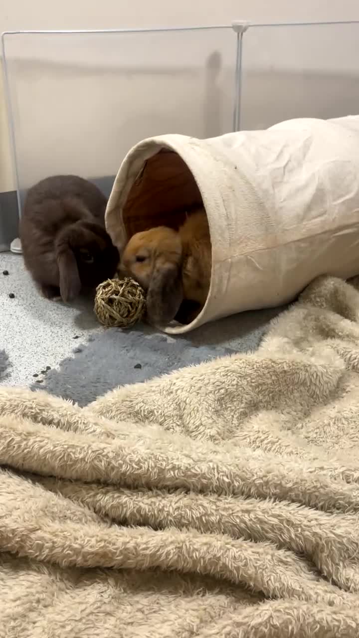 Mini Lop rabbits for sale: 2 bonded mini lops  - Video 4