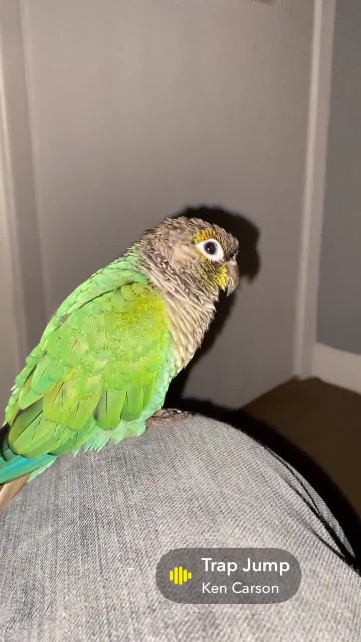 Conures birds for sale: Hand reared green cheek conure in London - Video 1