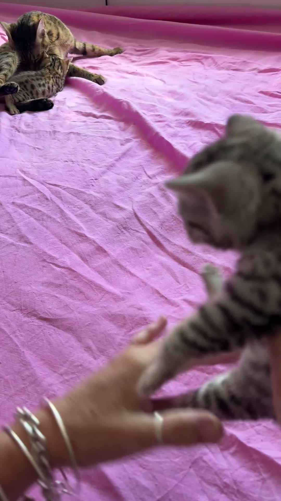 Bengal cats for sale: Really stunning bengal litter  - Video 2