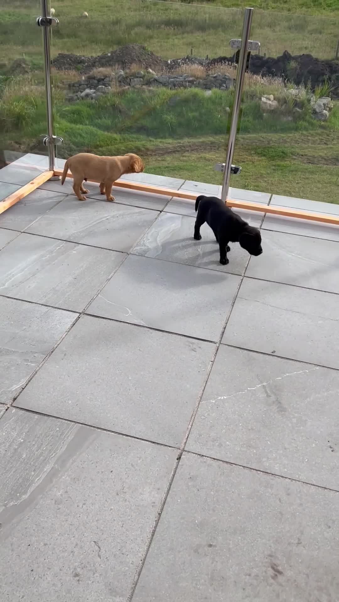 Labrador Retriever dogs for sale: Beautiful KC registered Labrador Pups - Video 1