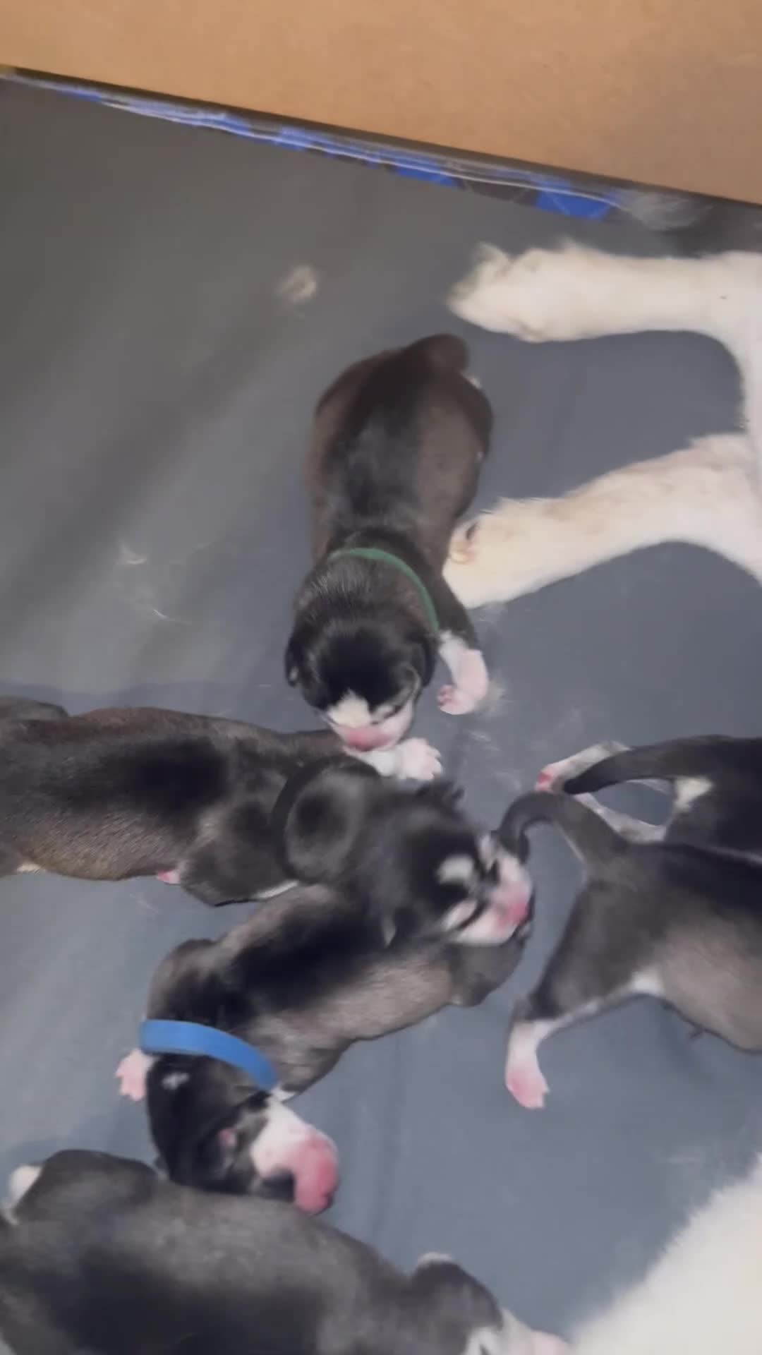 Siberian Husky dogs for sale: Pedigree Siberian Husky Puppies - Video 1