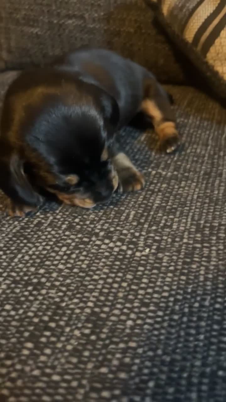 Dachshund dogs for sale: Exceptional Puppies 1 Boy boy left  - Video 2