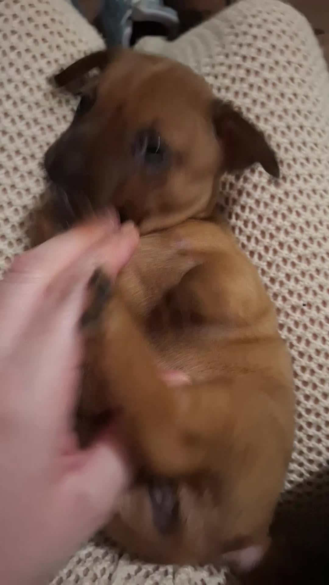 Mixed Breed dogs for sale: 🐾 Gorgeous Mixed-Breed Puppies – 🐾 - Video 2