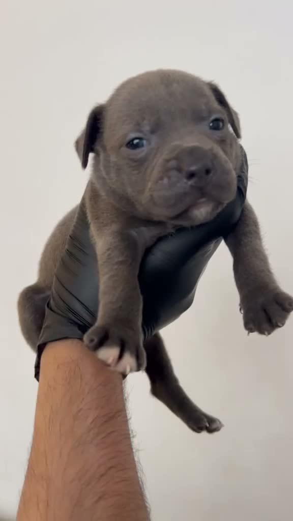 Staffordshire Bull Terrier dogs for sale: Amazing Champion Bred Blue and Black staffys   - Video 3