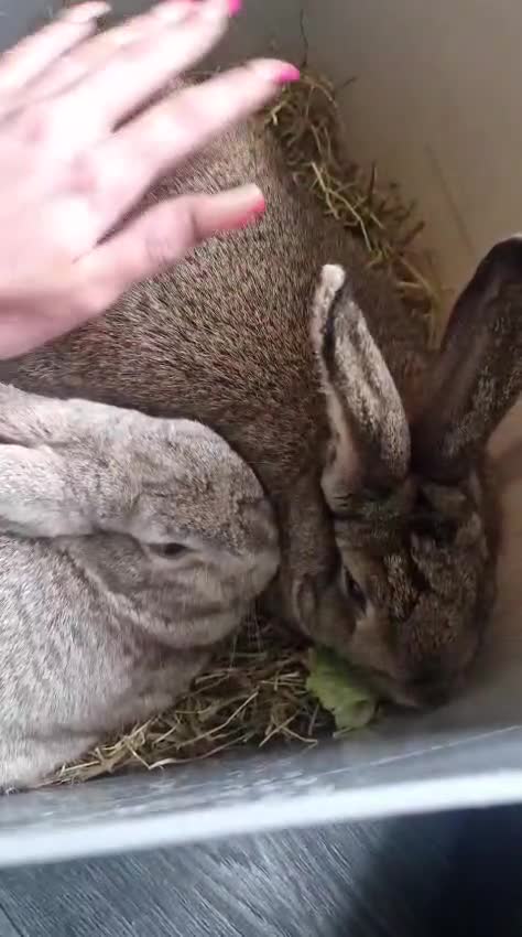 British Giant rabbits for sale: Female rabbit aged 2 and male rabbit aged 1 - Video 1
