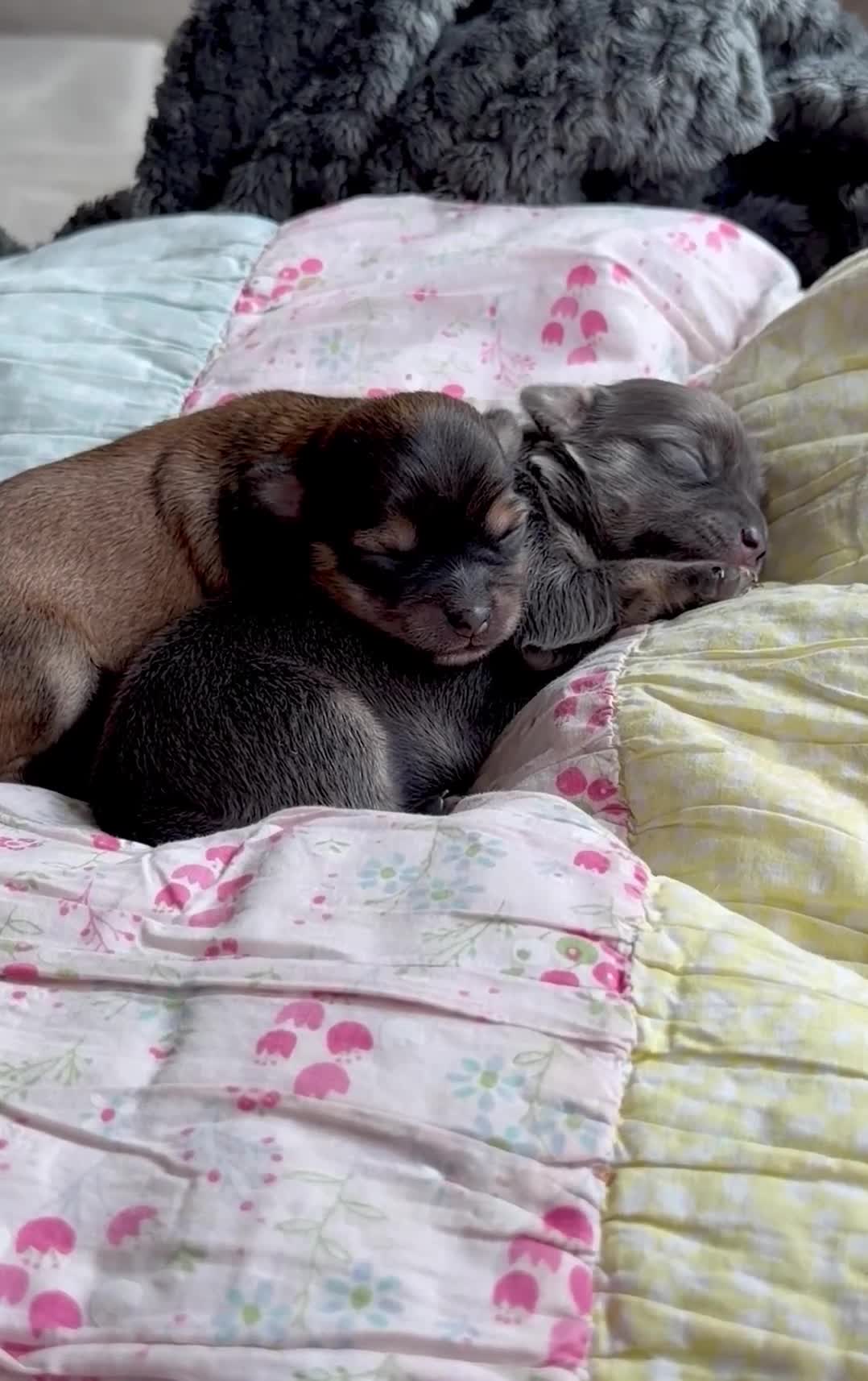Chorkie dogs for sale: Miniature Chorkie Boys - Video 1
