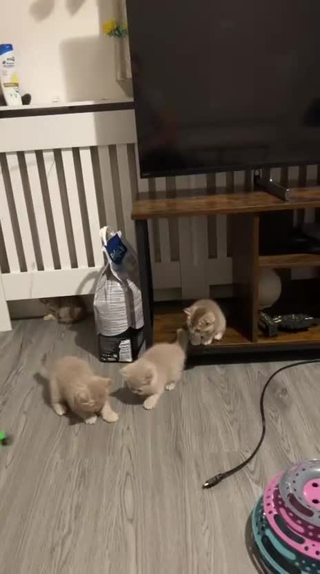 British Shorthair cats for sale: Amazing BSH kittens. READY TO GO!!! - Video 3