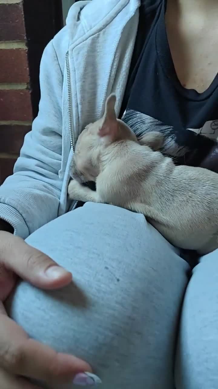 French Bulldog dogs for sale: Unique and beautiful French bulldogs puppies in Reading - Video 1