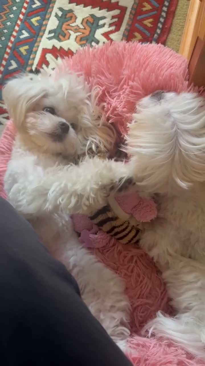 Maltese dogs for stud:  Maltese boy is available for stud. in Tonbridge - Video 2