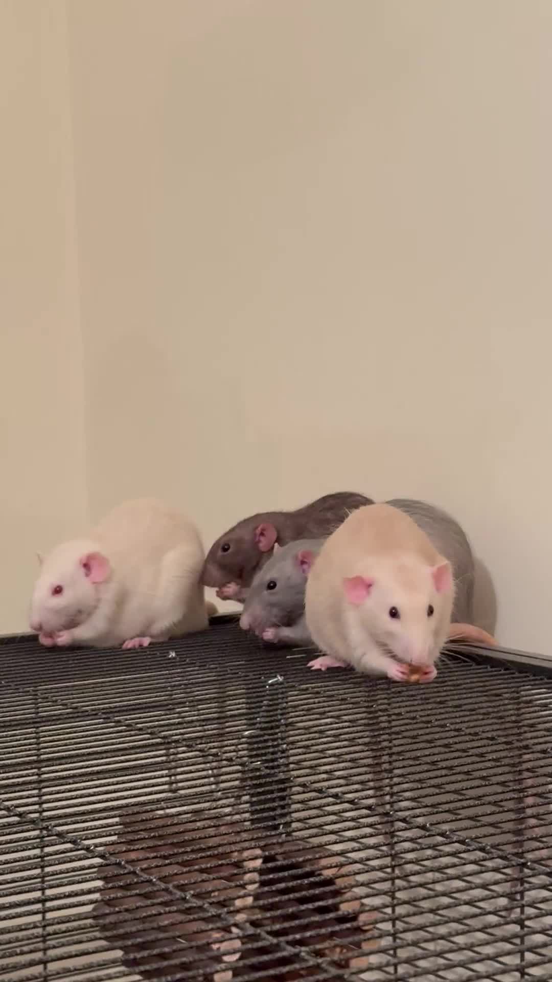 Rat rodents for sale: 4 rats for sale in Norwich - Video 1