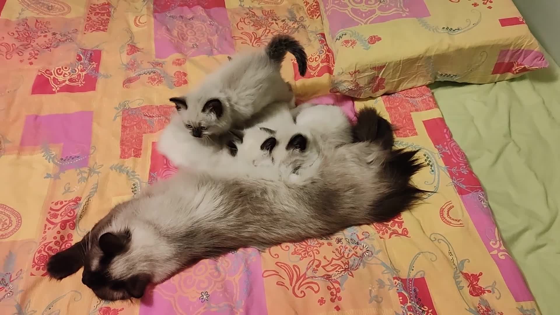 Ragdoll cats for sale: 4 beautiful ragdoll kittens for sale - Oxford - Video 1