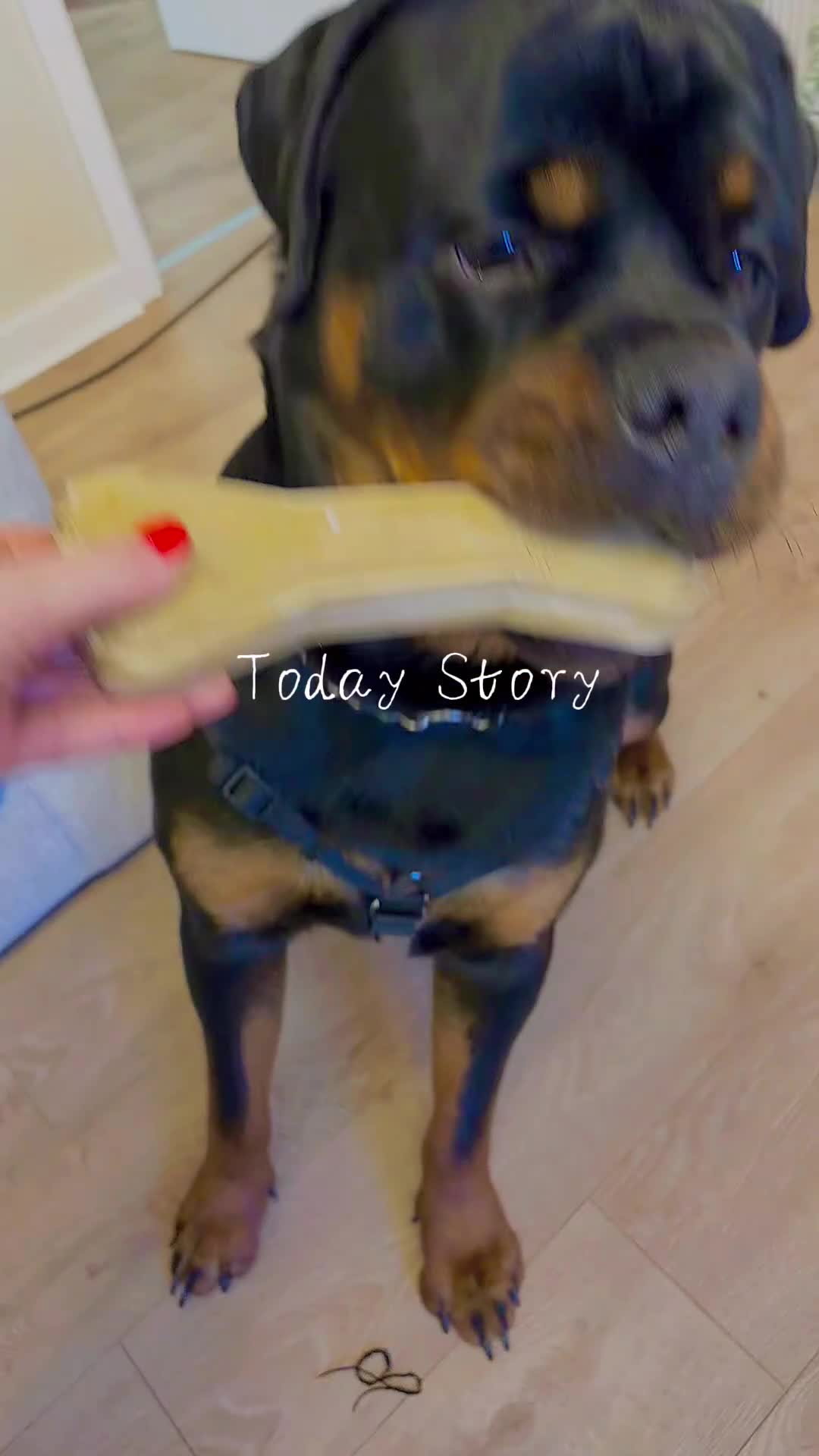 Rottweiler dogs for sale: Ronnie  Friendly, Loving 12 Month Male Rottweiler - Video 3