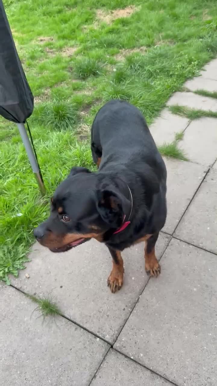 Rottweiler dogs for sale: Raven  - Video 1