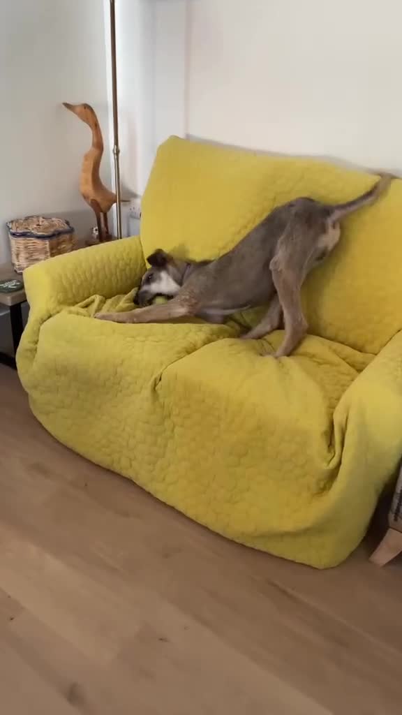 Mixed Breed dogs for adoption: Gorgeous scruffy boy Woody needs a forever home  - Video 2