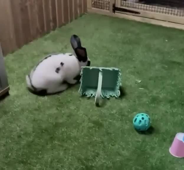Continental Giant rabbits for sale: Georgeus Giant Papillon Babies - Video 1