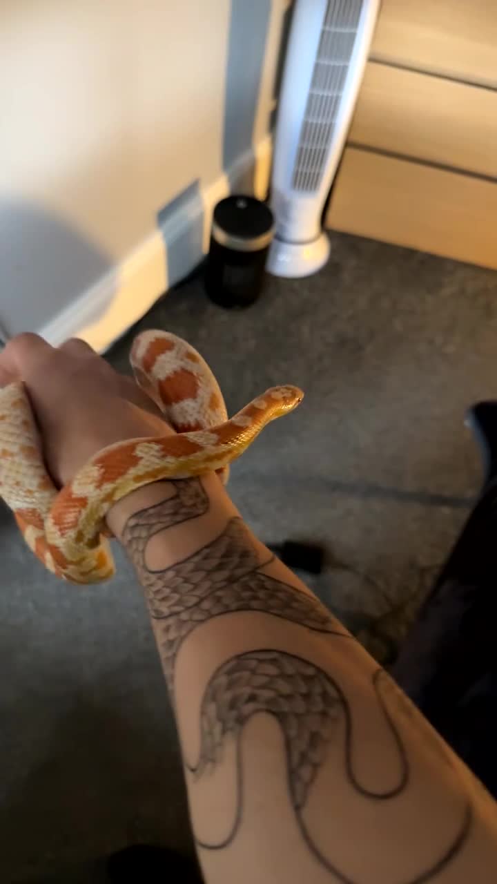 Corn Snake reptiles for sale: Female corn snake  - Video 1