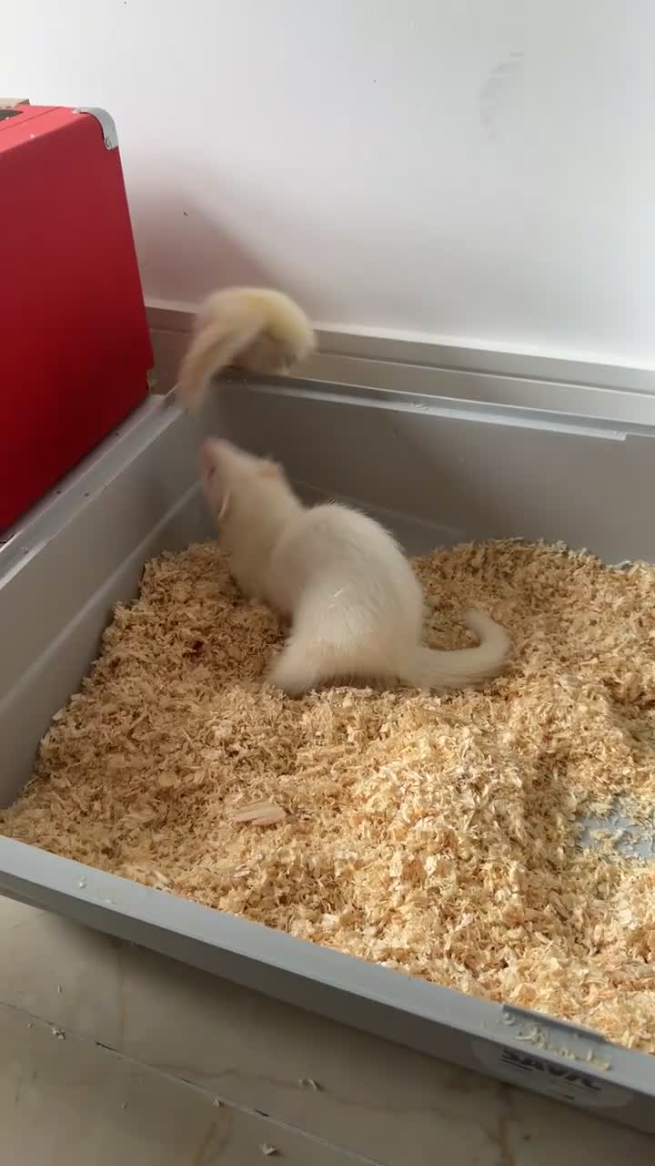 Ferret rodents for sale: 2 ferrets and 1 cage in Bedford - Video 1