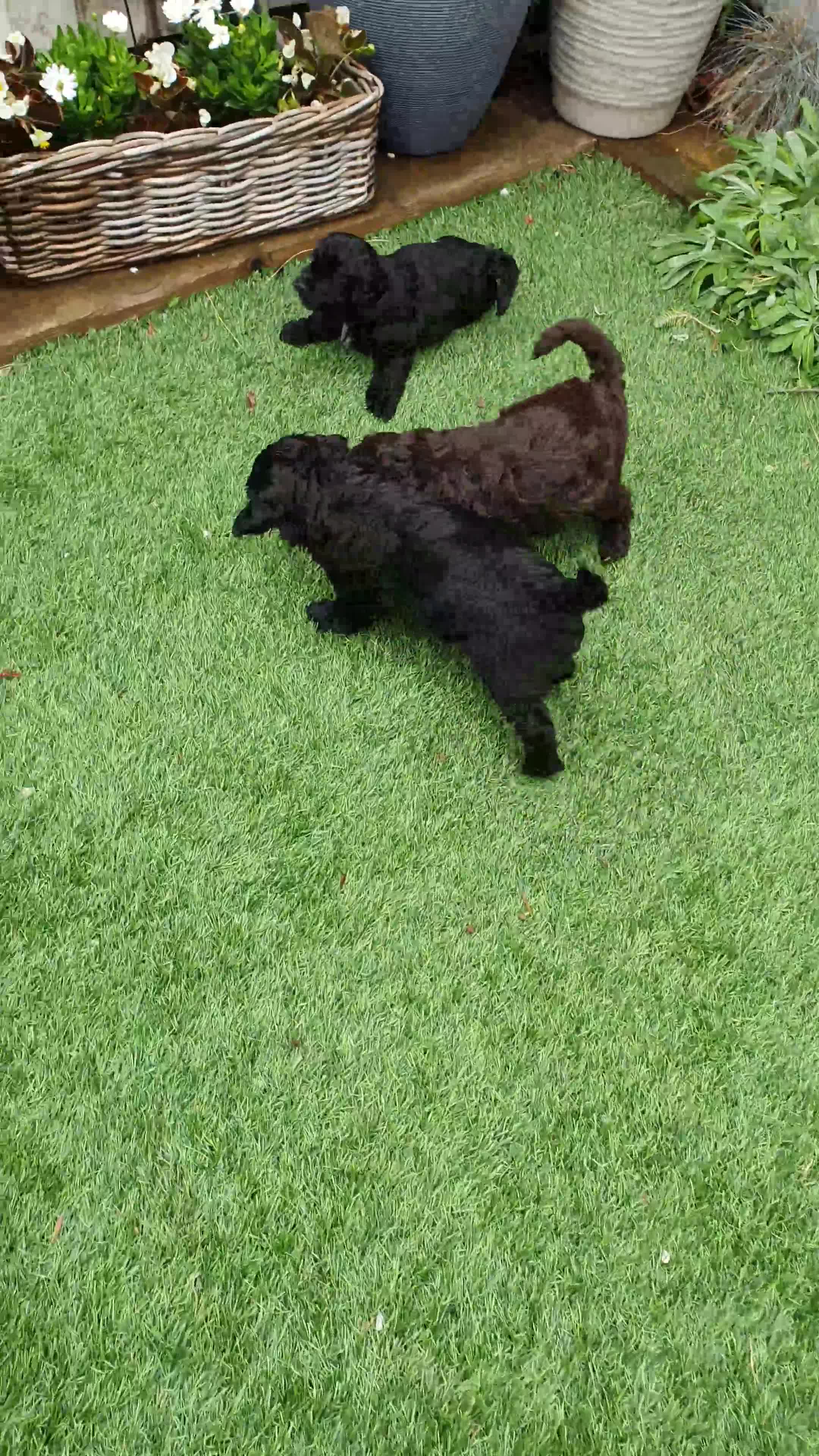 Australian Labradoodle dogs for sale: Health-tested Australian Labradoodle puppies - Video 1