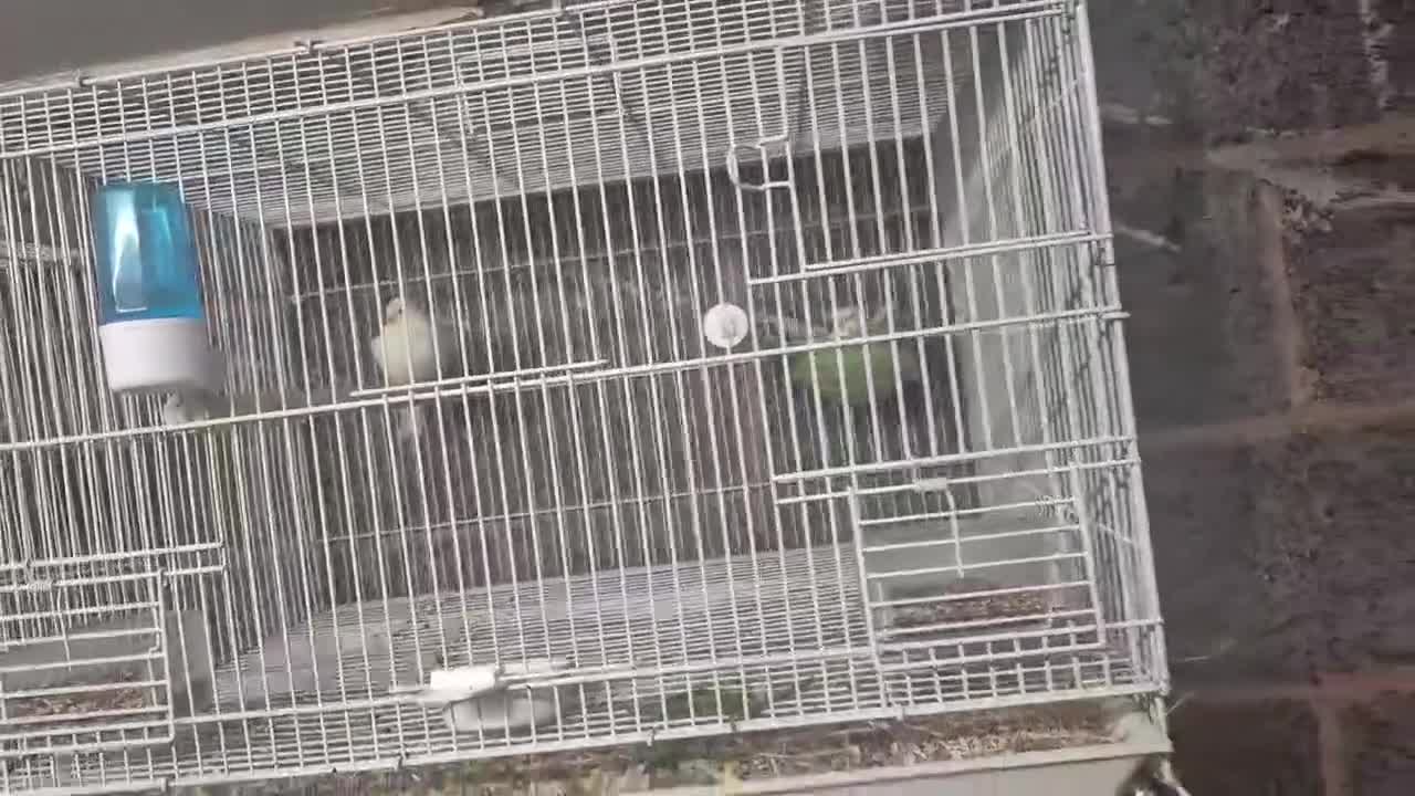 Mixed Breed birds for sale: White canary eggs in nest  - Video 1