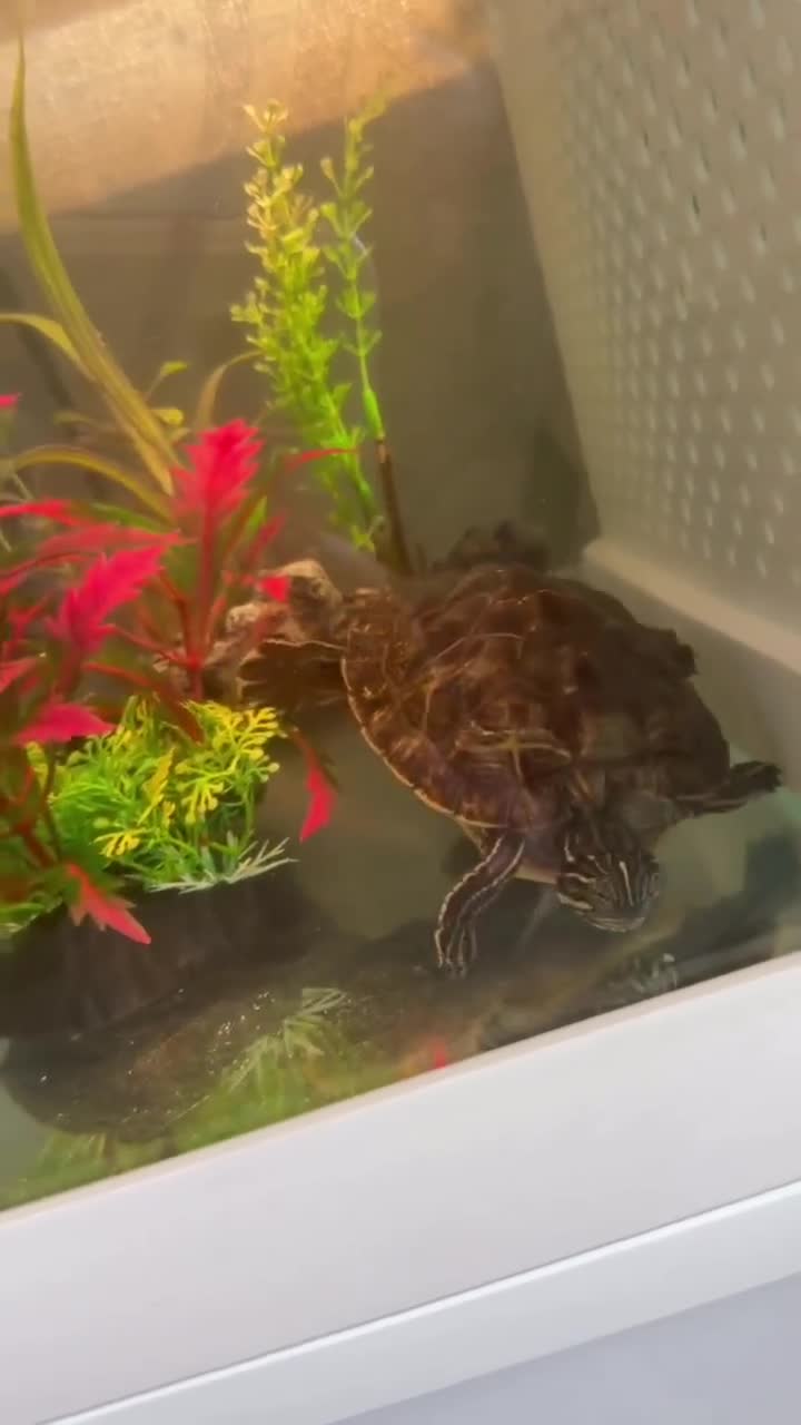 Terrapin reptiles for sale: 2x diamondback terrapins & juwel tank setup - Video 5