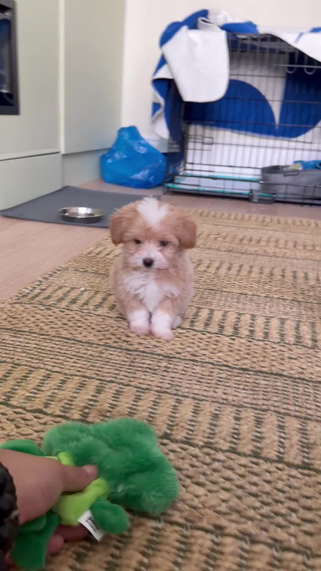 Maltipoo dogs for sale: Beautiful Tiny Maltipoo Puppy - Video 2
