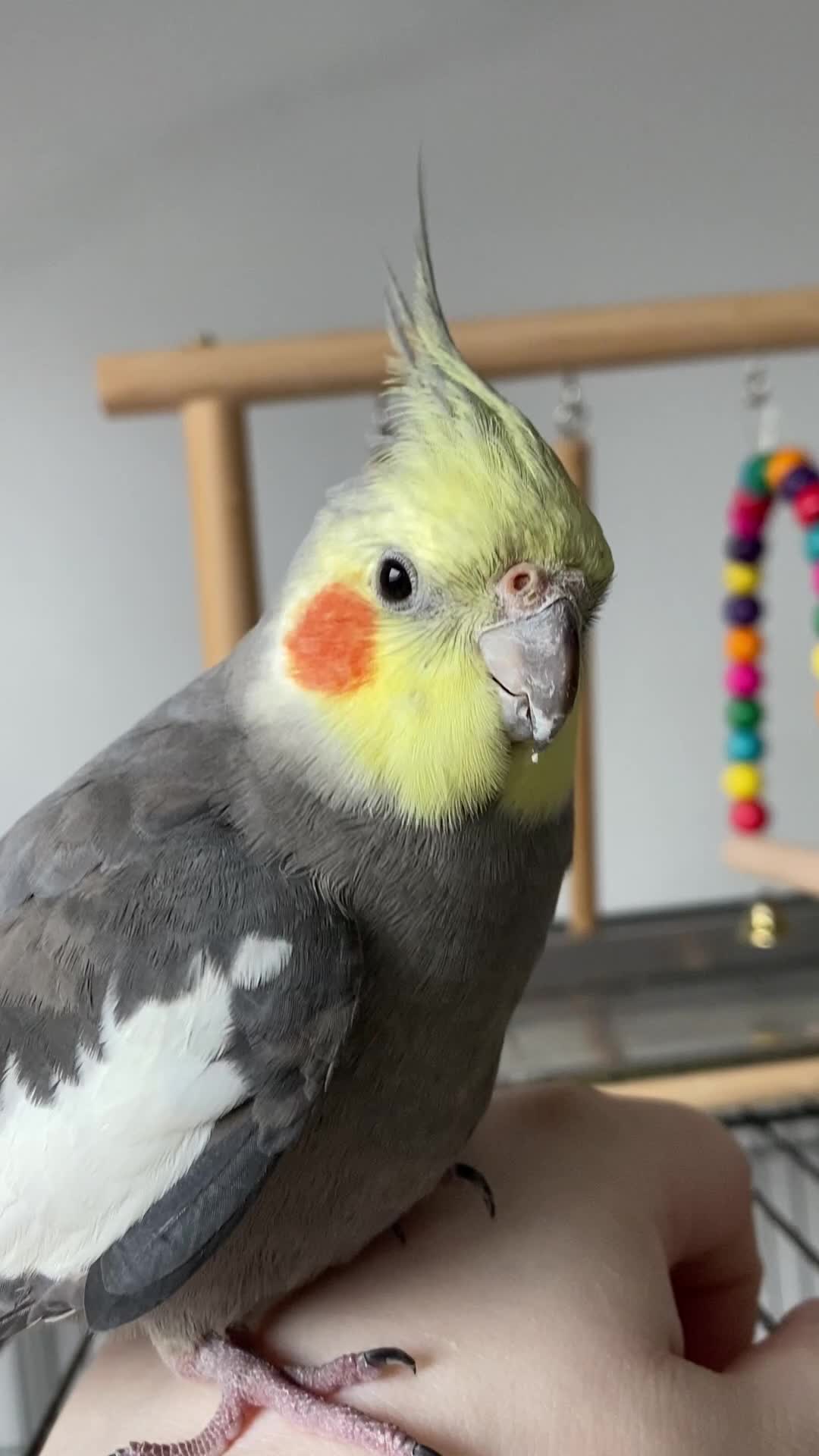 Cockatiels birds for sale: hand tamed cockatiel  - Video 1