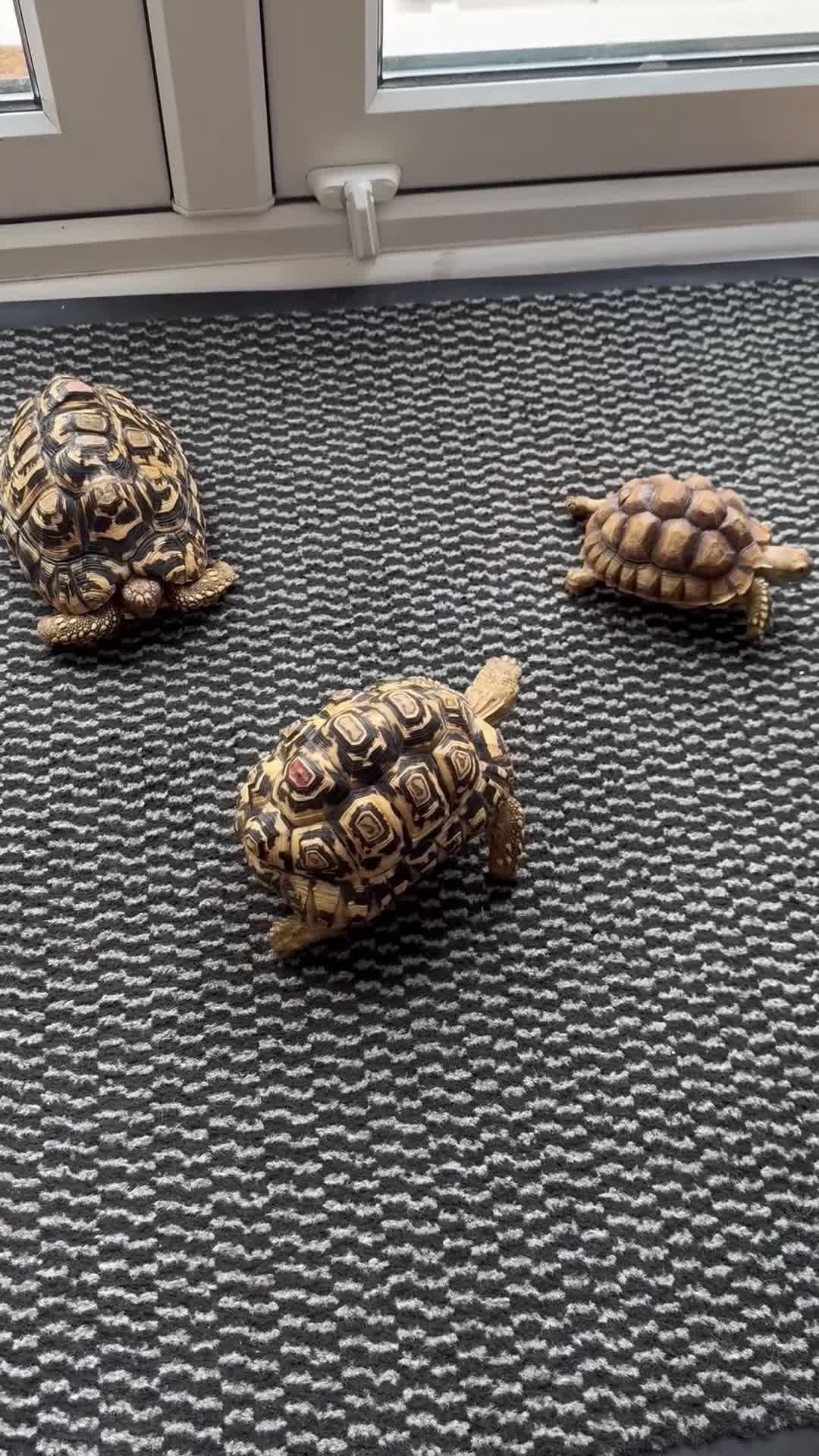 Tortoise reptiles for sale: Leopard tortoises x2 ,Sulcata x1 in Halesowen - Video 1
