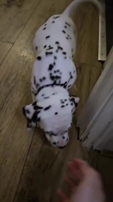 Dalmatian dogs for sale: Dalmatian puppies - Video 2