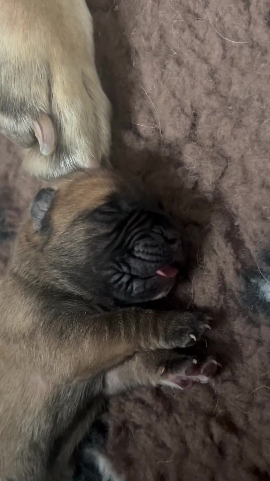 Mixed Breed dogs for sale: Old English mastiff x puppies 3 available  - Video 4