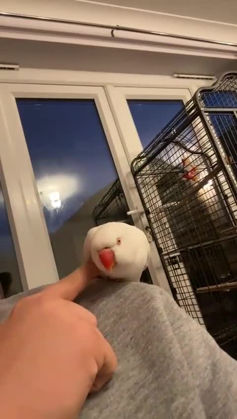 Ringnecks birds for sale: Ring neck  - Video 1