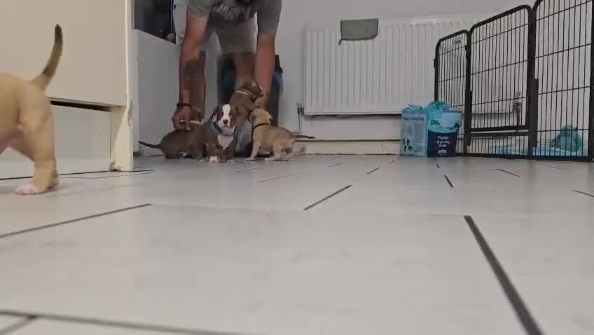 American Bully dogs for sale: Super chunky pocket bullies Ready to leave! - Video 1